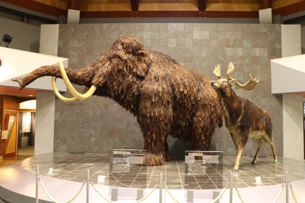 特別出品】マンモスの環椎化石特大